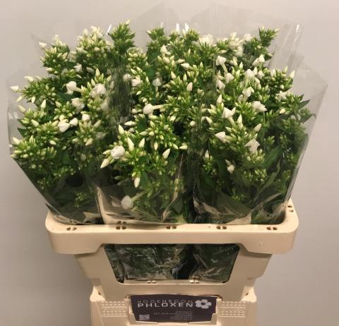 <h4>PHLOX P SNOWY</h4>