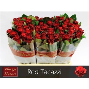 R Gr Red Tacazzi+