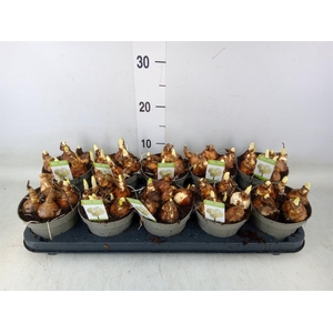 Narcissus DU 'Bridal Crown'