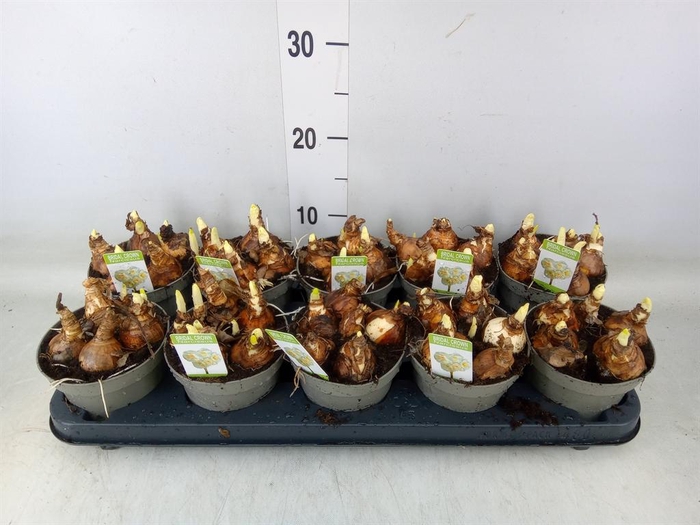 <h4>Narcissus DU 'Bridal Crown'</h4>