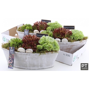 ARR SEMPERVIVUM