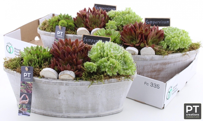 <h4>ARR SEMPERVIVUM</h4>