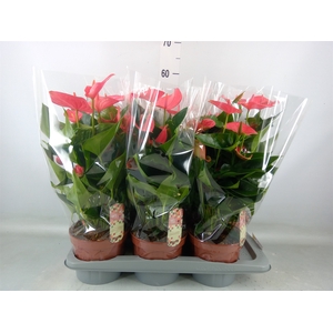 Anthurium andr. 'Melito'