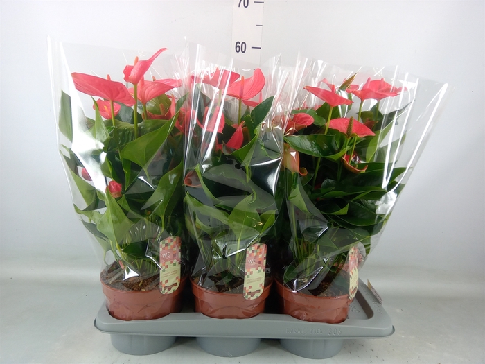 <h4>Anthurium andr. 'Melito'</h4>