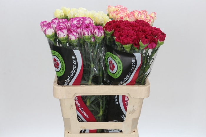 <h4>Dianthus St Mix</h4>