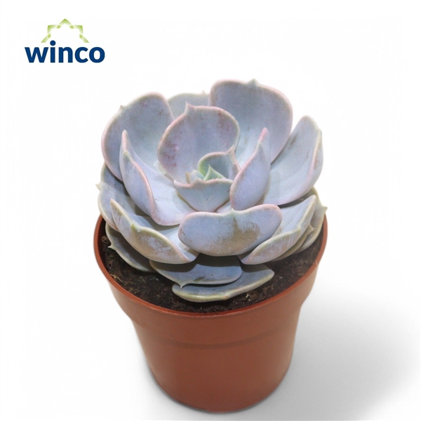 <h4>Echeveria Lilacina</h4>