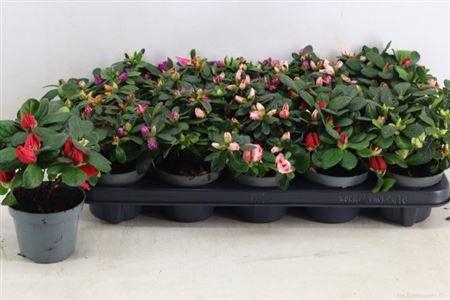 <h4>Rhodo Si Gem</h4>