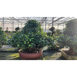Ficus retusa, pot 59cm. Height 100cm.( single item)