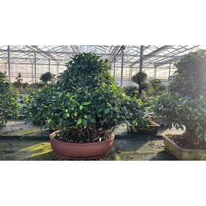 Ficus retusa, pot 59cm. Height 100cm.( single item)