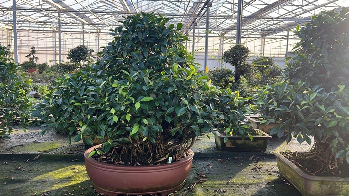 <h4>Ficus retusa, pot 59cm. Height 100cm.( single item)</h4>