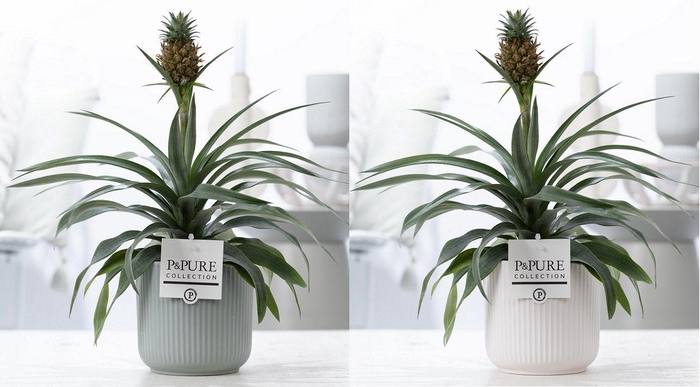 <h4>Ananas Rosita in P&PURE Sophie ceramics ass. 2</h4>