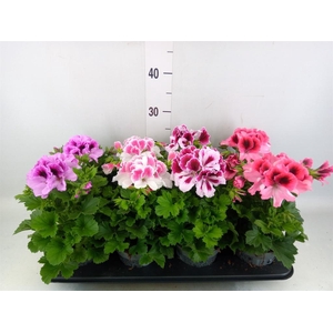 Pelargonium gran.   ..mix