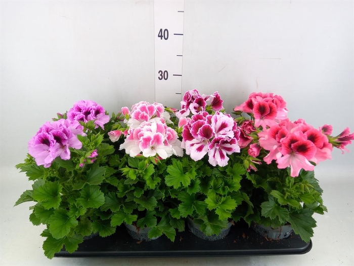 <h4>Pelargonium gran.   ..mix</h4>