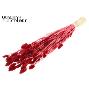 Phalaris per bunch Bleached Red