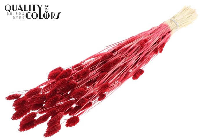 <h4>Phalaris per bunch Bleached Red</h4>