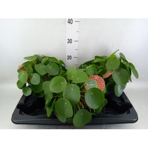 Pilea peperomioides