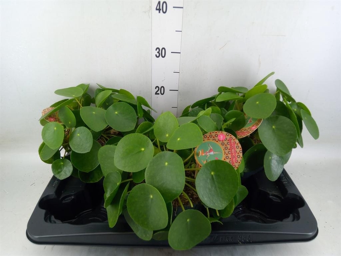 <h4>Pilea peperomioides</h4>