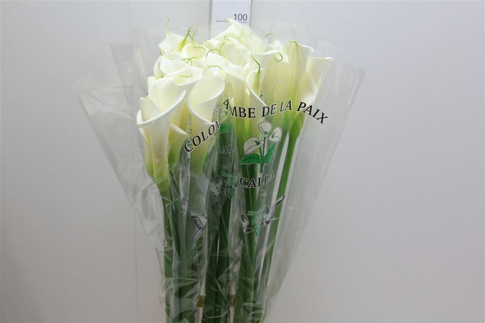 <h4>Zant Ae Colombe Paix</h4>