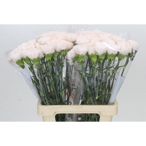 Dianthus St Tico Tico Pink