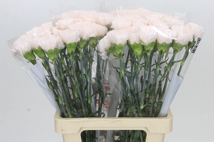 <h4>Dianthus St Tico Tico Pink</h4>