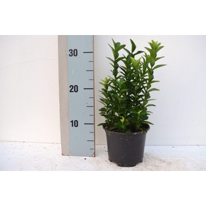 Euonymus japonicus Pulchellus