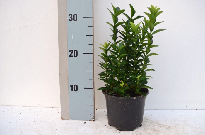 <h4>Euonymus japonicus Pulchellus</h4>