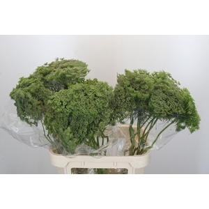 Ammi Visnaga Green Mist