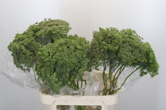 <h4>Ammi Visnaga Green Mist</h4>