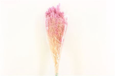 Dried Brooms Lilac Bunch
