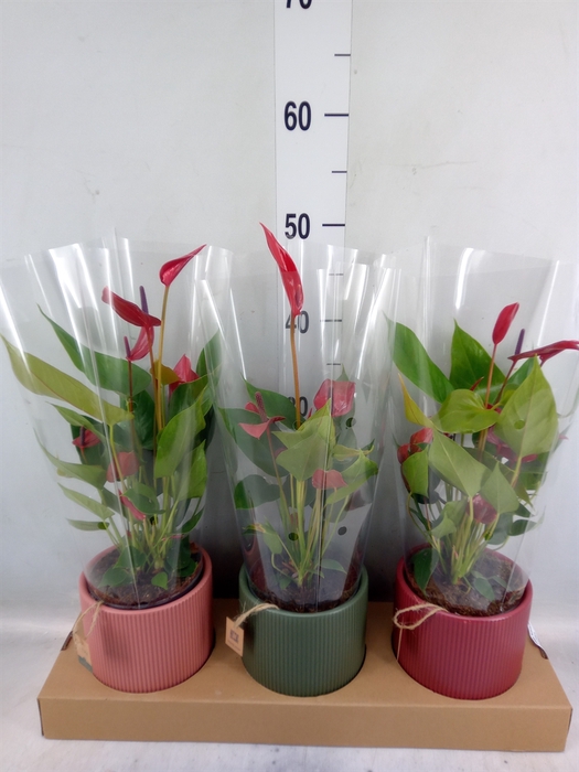 <h4>Anthurium  'Banderola Lava'</h4>