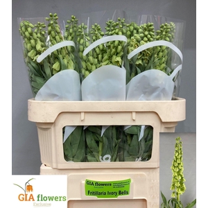FRIT IVORY BELLS