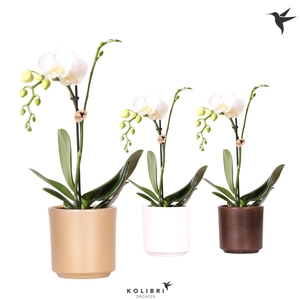 Kolibri Orchids Phalaenopsis white 1 spike in Simplicity pot mix