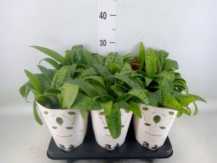 <h4>Drimiopsis maculata</h4>