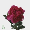 Paeonia kansas