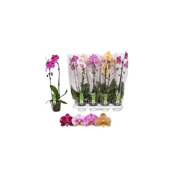 <h4>Phal El Cascade 1 Branche 6+</h4>