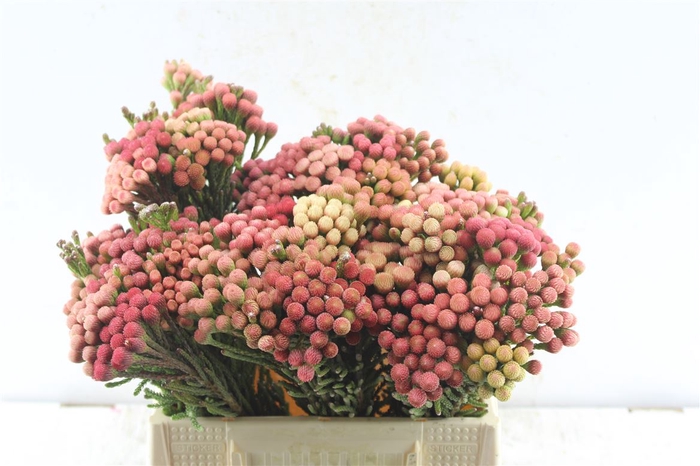 <h4>Kaaps Brunia La Red</h4>