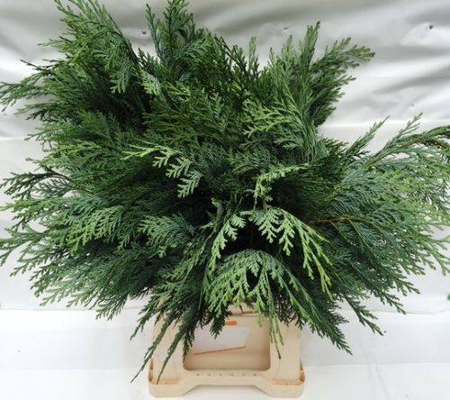 <h4>CONIFEER GROEN BS</h4>