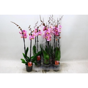 PHAL OV ROZE
