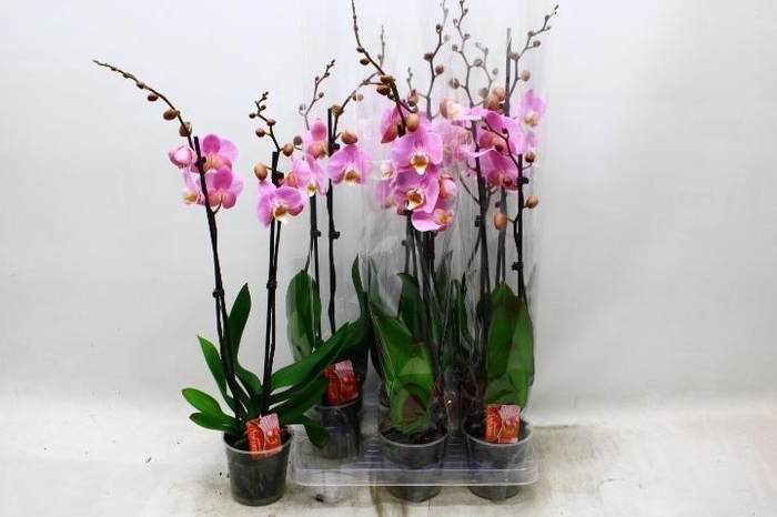 <h4>PHAL OV ROZE</h4>