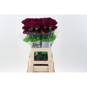 Dianthus ST 'Golem'