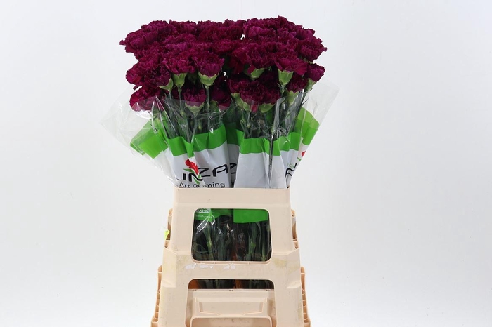 <h4>Dianthus ST 'Golem'</h4>