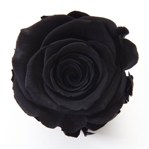 Rosa ec paint black