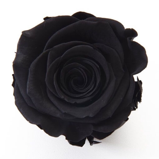 <h4>Rosa ec paint black</h4>