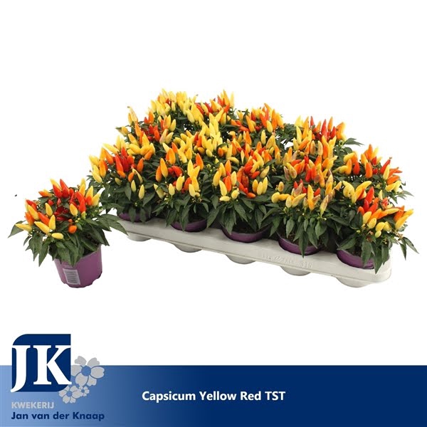 <h4>Capsicum Yellow Red</h4>