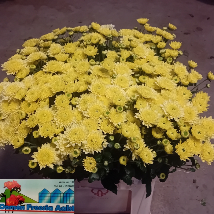 <h4>CHR T BLENDA YELLOW</h4>