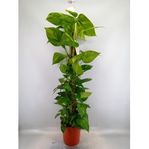 Epipremnum pinn.   ...moss stick