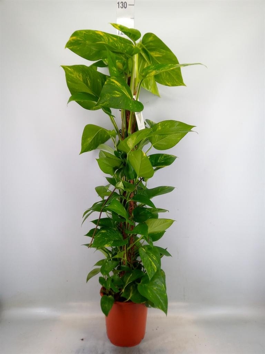 <h4>Epipremnum pinn.   ...moss stick</h4>