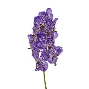 Vanda Sunanda Violet Ink