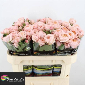 Rosa spray julietta