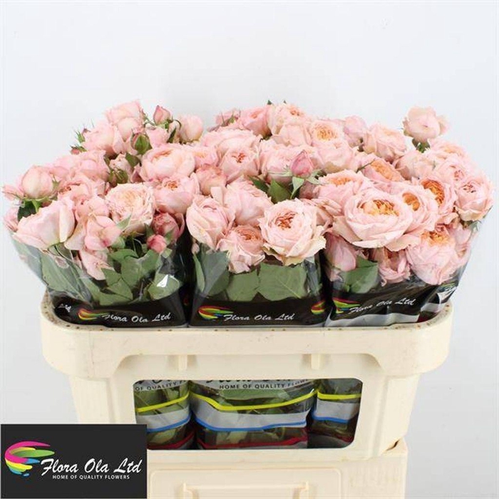 <h4>Rosa spray julietta</h4>
